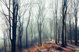 Teutoburg Forest in February, spring is almost in the air Teutoburg Forest in February, spring is almost in the air